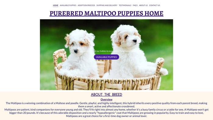 Purebredmaltipoopuppies.com - Maltipoo Puppy Scam Review