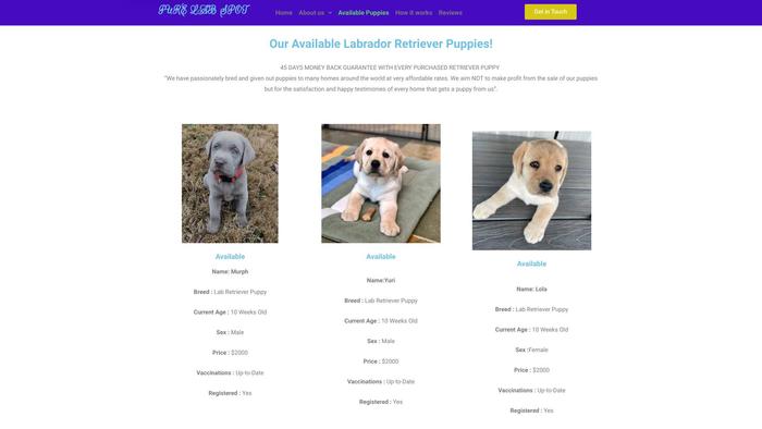 Purelabspot.com - Labrador Puppy Scam Review