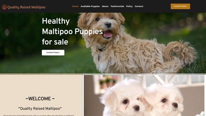 Qualityraisedmaltipoo.com - Maltipoo Puppy Scam Review