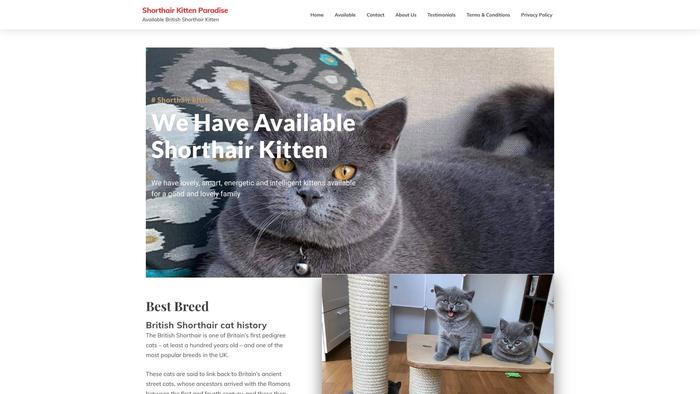 Shorthairkittenhome.com - British Shorthair Puppy Scam Review