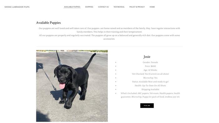 Smokelabradorpups.com - Labrador Puppy Scam Review