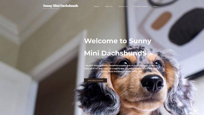 Sunnydachshunds.com - Dachshund Puppy Scam Review