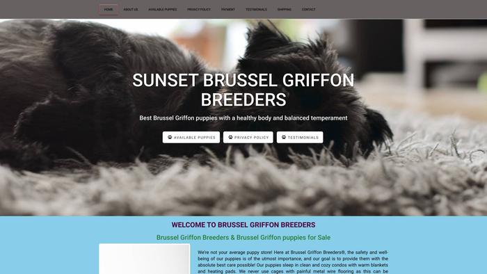 Sunsetbrusselgriffons.com - Boston Terrier Puppy Scam Review