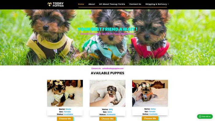 Todaypuppies.com - Yorkshire Terrier Puppy Scam Review