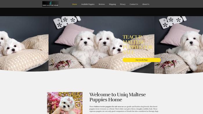 Uniqmaltesehome.com - Maltese Puppy Scam Review