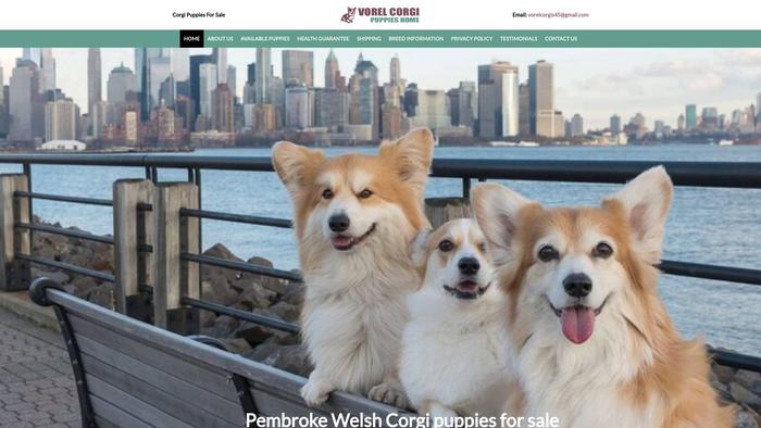 Vorelcorgishome.com - Corgi Puppy Scam Review