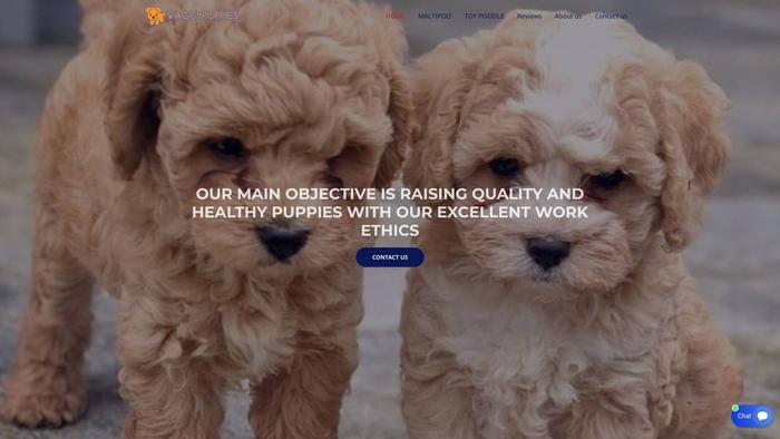 Waggypuppies.site - Maltipoo Puppy Scam Review