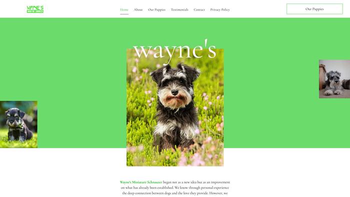 Waynesminiatureschnauzers.com - Schnauzer Puppy Scam Review