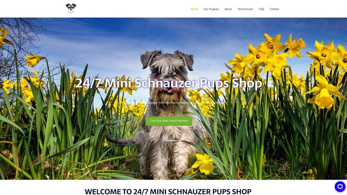 247schnauzerpupshop.com - Schnauzer Puppy Scam Review