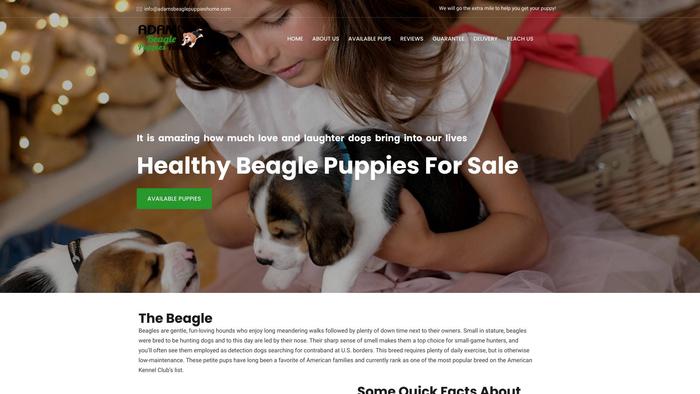 Adamsbeaglepuppieshome.com - Beagle Puppy Scam Review