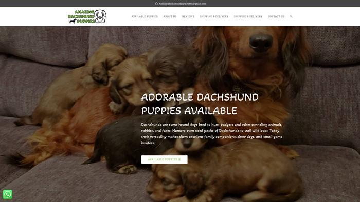 Amazingdachshundpups.com - Dachshund Puppy Scam Review