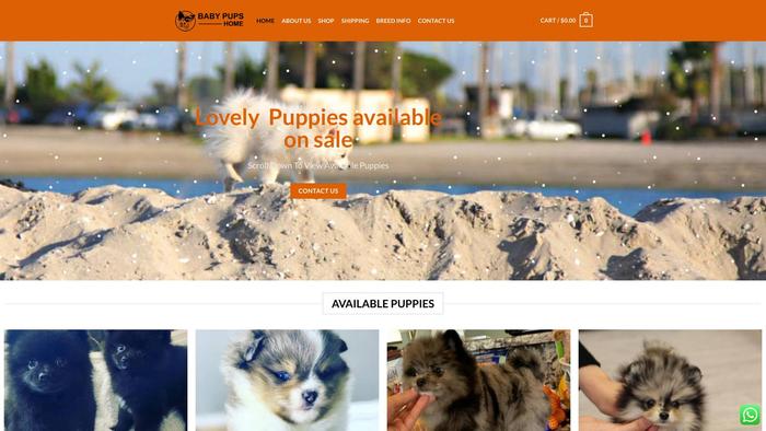 Babypupshome.com - Pomeranian Puppy Scam Review