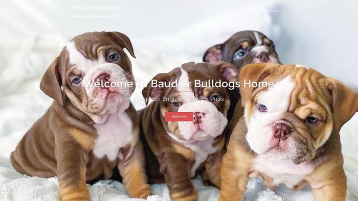 Baudiersbulldogs.com - English Bulldog Puppy Scam Review