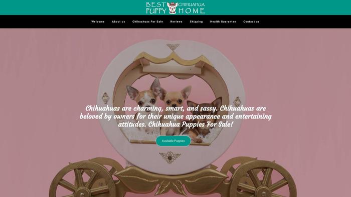 Bestchihuahuapuppyhome.com - Chihuahua Puppy Scam Review