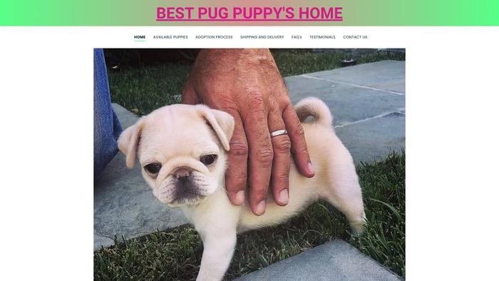 Bestpugpuppies.com - Pug Puppy Scam Review