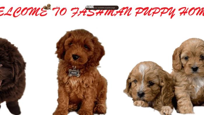 Bestpuppiesshop.com - Cavapoo Puppy Scam Review