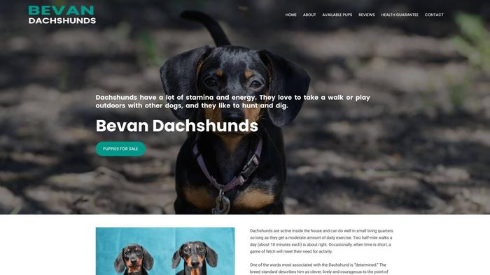 Bevandachshunds.com - Dachshund Puppy Scam Review