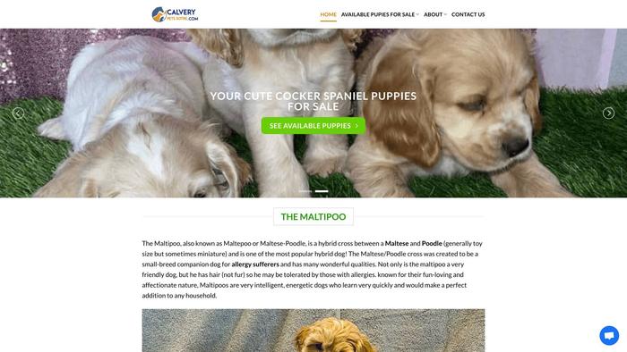 Calverypetsstore.com - Maltipoo Puppy Scam Review