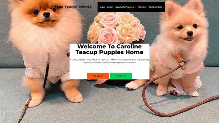 Carolinetinyteacuppuppieshome.com - Yorkshire Terrier Puppy Scam Review