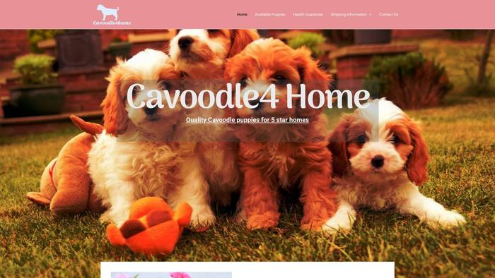 Cavoodle4home.com - Cavapoo Puppy Scam Review