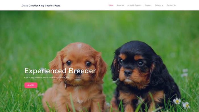 Classcavalierkingcharlespups.com - Cavalier King Charles Spaniel Puppy Scam Review