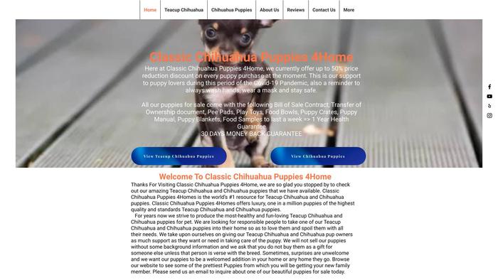 Classicchihuahuapups.com - Chihuahua Puppy Scam Review