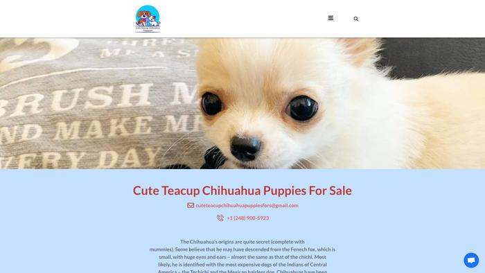 Cuteteacupchihuahuapuppies.com - Chihuahua Puppy Scam Review