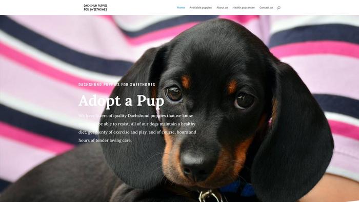 Dachshundpuppiesforsweethomes.com - Dachshund Puppy Scam Review