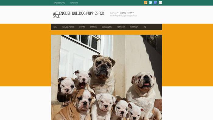 Diligentbulldogsho.me - English Bulldog Puppy Scam Review