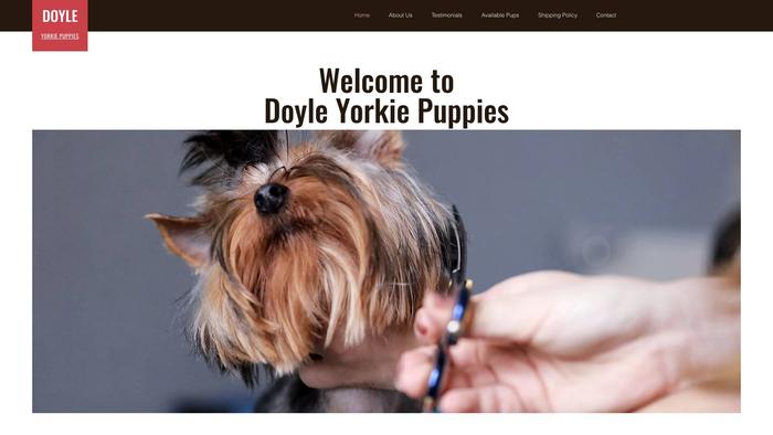 Doyleyorkiepuppies.com - Yorkshire Terrier Puppy Scam Review