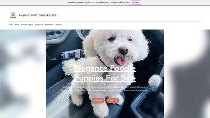 Elegancepoodlepuppiesforsale.com - Poodle Puppy Scam Review