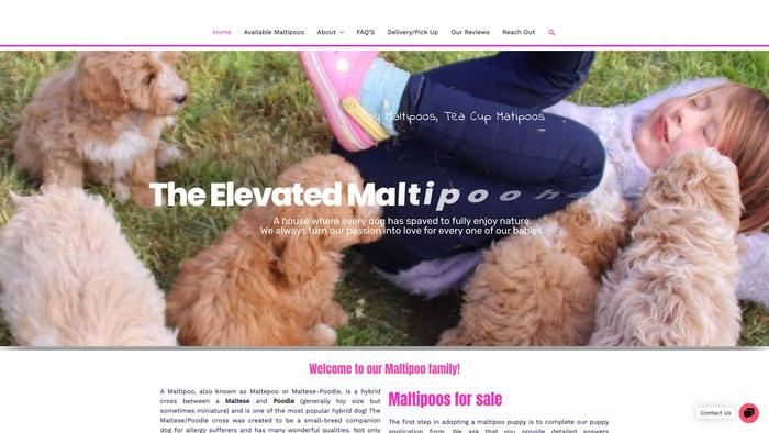 Elevatedmaltipoos.dog - Maltipoo Puppy Scam Review