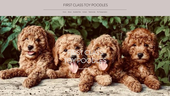 Firstclasstoypoodles.com - Poodle Puppy Scam Review