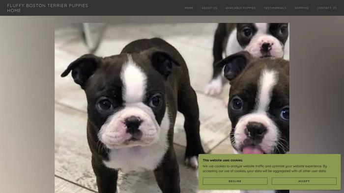 Fluffybostonterrierpups.com - Boston Terrier Puppy Scam Review