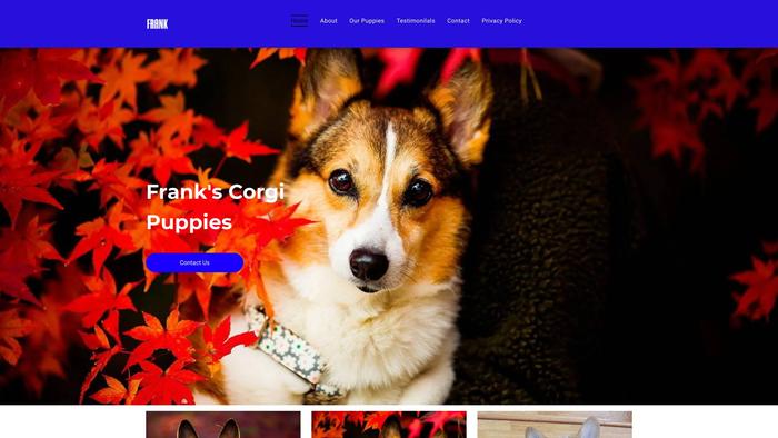 Frankscorgipuppies.com - Corgi Puppy Scam Review