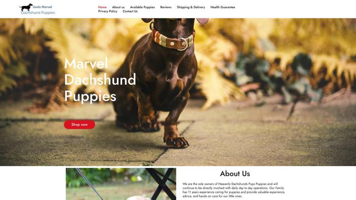 Godsmarveldachshundpups.com - Dachshund Puppy Scam Review