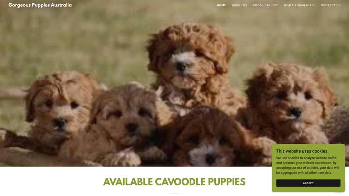 Gorgeouscavoodlepuppies.info - Cavapoo Puppy Scam Review