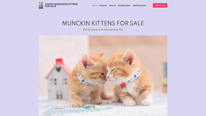 Iconicmunchkinkittensforhomes.com - British Shorthair Puppy Scam Review