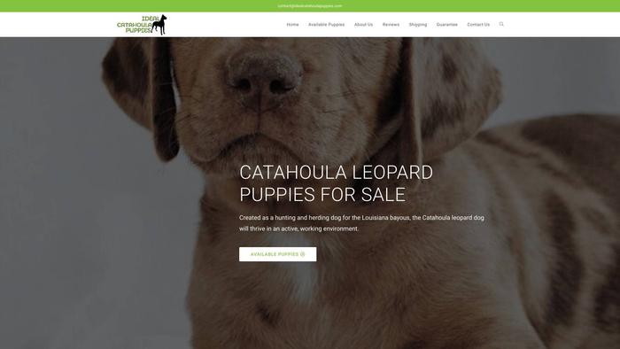 Idealcatahoulapuppies.com - Labrador Puppy Scam Review