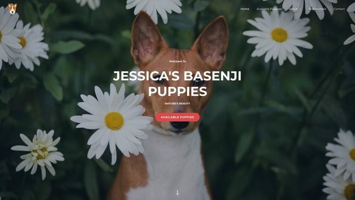 Jessicsabasenjihomepups.com - Basenji Puppy Scam Review