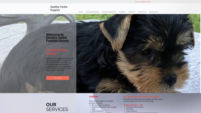 Joyousyorkiepuppies.store - Yorkshire Terrier Puppy Scam Review