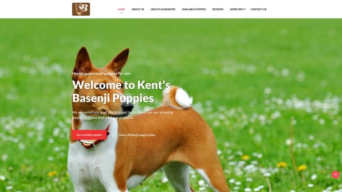 Kentbasenjipuppies.com - Basenji Puppy Scam Review