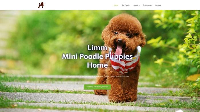 Limmsminipoodlepupshome.com - Poodle Puppy Scam Review