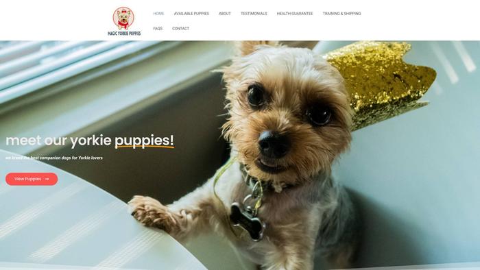 Magicyorkiepuppies.com - Yorkshire Terrier Puppy Scam Review