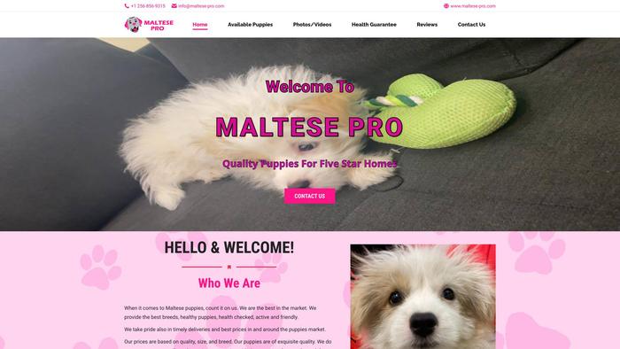 Maltese-pro.com - English Bulldog Puppy Scam Review