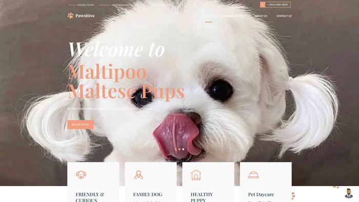 Maltipoomaltes.com - Maltese Puppy Scam Review