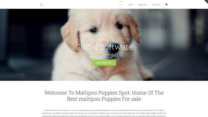 Maltipoopuppiesspot.com - Maltipoo Puppy Scam Review