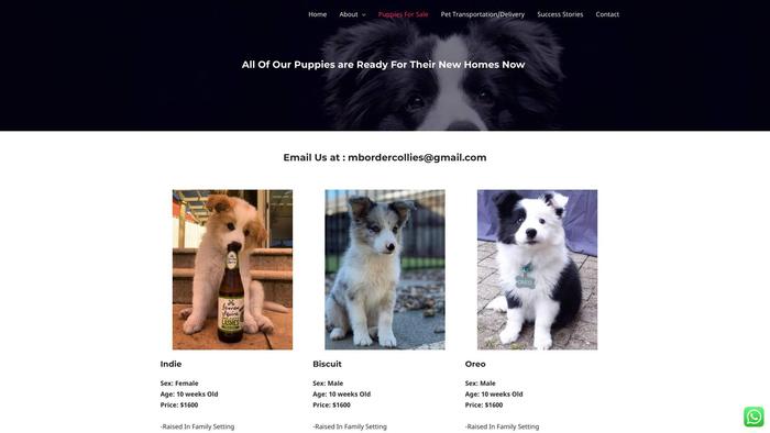 Marvelousbordercollies.com - Bordercollie Puppy Scam Review