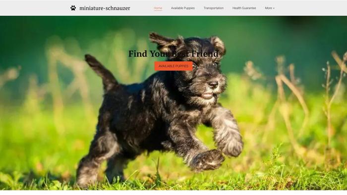 Miniature-schnauzer-puppies.com - Schnauzer Puppy Scam Review