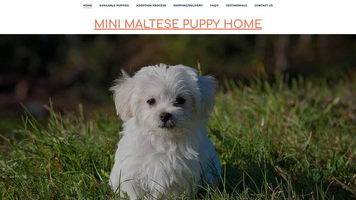 Minimaltesepuppies.com - Maltese Puppy Scam Review